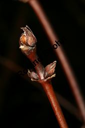 Blaue Heckenkirsche, Blaues Geißblatt, Lonicera caerulea Kauf von 05094_lonicera_caerulea_img_5589.jpg