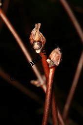 Blaue Heckenkirsche, Blaues Geißblatt, Lonicera caerulea Kauf von 05094_lonicera_caerulea_img_5591.jpg