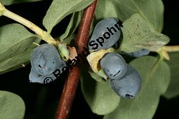 Blaue Heckenkirsche, Blaues Geißblatt, Lonicera caerulea Kauf von 05094_lonicera_caerulea_img_8769.jpg