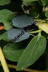 Blaue Heckenkirsche, Blaues Geißblatt, Lonicera caerulea Kauf von 05094_lonicera_caerulea_img_8772.jpg