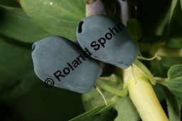 Blaue Heckenkirsche, Blaues Geißblatt, Lonicera caerulea Kauf von 05094_lonicera_caerulea_img_8774.jpg