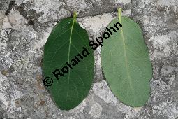 Blaue Heckenkirsche, Blaues Geißblatt, Lonicera caerulea Kauf von 05094_lonicera_caerulea_img_8775.jpg