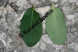 Blaue Heckenkirsche, Blaues Geißblatt, Lonicera caerulea Kauf von 05094_lonicera_caerulea_img_8776.jpg