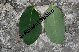 Blaue Heckenkirsche, Blaues Geißblatt, Lonicera caerulea Kauf von 05094_lonicera_caerulea_img_8777.jpg