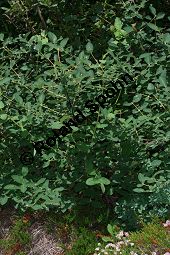 Blaue Heckenkirsche, Blaues Geißblatt, Lonicera caerulea Kauf von 05094_lonicera_caerulea_img_8779.jpg