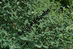 Blaue Heckenkirsche, Blaues Geißblatt, Lonicera caerulea Kauf von 05094_lonicera_caerulea_img_8780.jpg