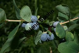 Blaue Heckenkirsche, Blaues Geißblatt, Lonicera caerulea Kauf von 05094lonicera_caeruleaimg_2040.jpg