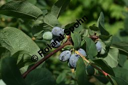 Blaue Heckenkirsche, Blaues Geißblatt, Lonicera caerulea Kauf von 05094lonicera_caeruleaimg_2041.jpg