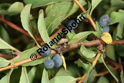 Blaue Heckenkirsche, Blaues Geißblatt, Lonicera caerulea Kauf von 05094lonicera_caeruleaimg_9713.jpg