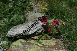 Spinnweb-Hauswurz, Sempervivum arachnoideum, Crassulaceae, Sempervivum arachnoideum, Spinnweb-Hauswurz, Habitus blühend Kauf von 05106_sempervivum_arachnoideum_img_9488.jpg