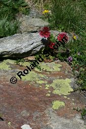 Spinnweb-Hauswurz, Sempervivum arachnoideum, Crassulaceae, Sempervivum arachnoideum, Spinnweb-Hauswurz, Habitus blühend Kauf von 05106_sempervivum_arachnoideum_img_9490.jpg