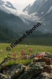 Spinnweb-Hauswurz, Sempervivum arachnoideum, Crassulaceae, Sempervivum arachnoideum, Spinnweb-Hauswurz, Habitus blühend Kauf von 05106sempervivum_arachnoideum_montanumimg_3264.jpg