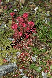 Spinnweb-Hauswurz, Sempervivum arachnoideum, Crassulaceae, Sempervivum arachnoideum, Spinnweb-Hauswurz, Habitus blühend Kauf von 05106sempervivum_arachnoideumimg_3289.jpg