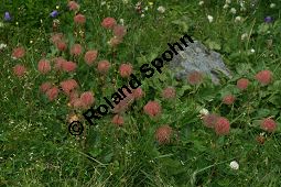 Berg-Nelkenwurz, Geum montanum, Rosaceae, Geum montanum, Berg-Nelkenwurz, Fruchtstände Kauf von 05111geum_montanumimg_3345.jpg