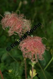 Berg-Nelkenwurz, Geum montanum, Rosaceae, Geum montanum, Berg-Nelkenwurz, Fruchtstände Kauf von 05111geum_montanumimg_3346.jpg