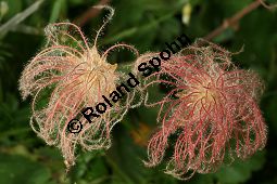 Berg-Nelkenwurz, Geum montanum, Rosaceae, Geum montanum, Berg-Nelkenwurz, Fruchtstände Kauf von 05111geum_montanumimg_3347.jpg