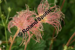 Berg-Nelkenwurz, Geum montanum, Rosaceae, Geum montanum, Berg-Nelkenwurz, Fruchtstände Kauf von 05111geum_montanumimg_3348.jpg