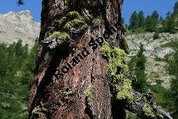 Wolfsflechte, Fuchsflechte, Letharia vulpina auf Larix decidua, Gewöhnliche Lärche Kauf von 05145_letharia_vulpina_img_9440.jpg