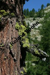 Wolfsflechte, Fuchsflechte, Letharia vulpina auf Larix decidua, Gewöhnliche Lärche Kauf von 05145_letharia_vulpina_img_9441.jpg