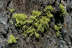 Wolfsflechte, Fuchsflechte, Letharia vulpina auf Larix decidua, Gewöhnliche Lärche Kauf von 05145_letharia_vulpina_img_9442.jpg