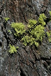 Wolfsflechte, Fuchsflechte, Letharia vulpina auf Larix decidua, Gewöhnliche Lärche Kauf von 05145_letharia_vulpina_img_9443.jpg