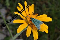 Gämswurz-Greiskrauz, Gämswurz-Kreuzkraut, Senecio doronicum, Senecio doronicum, Gämswurz-Greiskraut, Asteraceae, Blütenkörbchen, mit Grünwidderchen Kauf von 05153_senecio_doronicum_dsc_2433.jpg