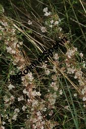 Thymian-Seide, Quendel-Seide, Cuscuta epithymum  auf Feld-Beifuß, Artemisia campestris Kauf von 05154_cuscuta_epithymum_img_9350.jpg