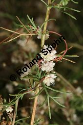 Thymian-Seide, Quendel-Seide, Cuscuta epithymum  auf Feld-Beifuß, Artemisia campestris Kauf von 05154_cuscuta_epithymum_img_9351.jpg