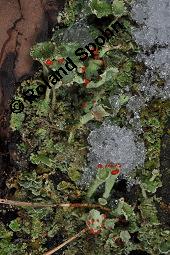 Finger-Becherflechte, Cladonia digitata, Cladonia digitata, Finger-Becherflechte, Flechten, Thallus, am Stamm von Pinus sylvestris, Wald-Kiefer Kauf von 05157_cladonia_digitata_dsc_8369.jpg