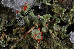 Finger-Becherflechte, Cladonia digitata, Cladonia digitata, Finger-Becherflechte, Flechten, Thallus, am Stamm von Pinus sylvestris, Wald-Kiefer Kauf von 05157_cladonia_digitata_dsc_8370.jpg