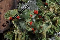 Finger-Becherflechte, Cladonia digitata, Cladonia digitata, Finger-Becherflechte, Flechten, Thallus, am Stamm von Pinus sylvestris, Wald-Kiefer Kauf von 05157_cladonia_digitata_dsc_8372.jpg