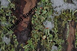 Finger-Becherflechte, Cladonia digitata, Cladonia digitata, Finger-Becherflechte, Flechten, Thallus, am Stamm von Pinus sylvestris, Wald-Kiefer Kauf von 05157_cladonia_digitata_dsc_8373.jpg