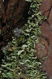 Finger-Becherflechte, Cladonia digitata, Cladonia digitata, Finger-Becherflechte, Flechten, Thallus, am Stamm von Pinus sylvestris, Wald-Kiefer Kauf von 05157_cladonia_digitata_dsc_8374.jpg