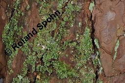 Finger-Becherflechte, Cladonia digitata, Cladonia digitata, Finger-Becherflechte, Flechten, Thallus, am Stamm von Pinus sylvestris, Wald-Kiefer Kauf von 05157_cladonia_digitata_dsc_8375.jpg