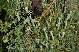 Finger-Becherflechte, Cladonia digitata, Cladonia digitata, Finger-Becherflechte, Flechten, Thallus, am Stamm von Pinus sylvestris, Wald-Kiefer Kauf von 05157_cladonia_digitata_dsc_8377.jpg