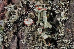 Finger-Becherflechte, Cladonia digitata, Cladonia digitata, Finger-Becherflechte, Flechten, Thallus, am Stamm von Pinus sylvestris, Wald-Kiefer Kauf von 05157_cladonia_digitata_dsc_8444.jpg