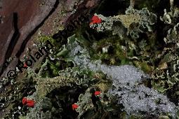 Finger-Becherflechte, Cladonia digitata, Cladonia digitata, Finger-Becherflechte, Flechten, Thallus, am Stamm von Pinus sylvestris, Wald-Kiefer Kauf von 05157_cladonia_digitata_dsc_8447.jpg