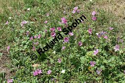 Wilde Malve, Käsepappel, Malva sylvestris Kauf von 05203_malva_sylvestris_img_3621.jpg