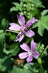 Wilde Malve, Käsepappel, Malva sylvestris Kauf von 05203malva_sylvestrisimg_3370.jpg