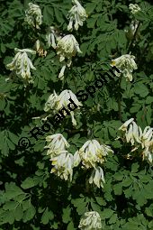 Blassgelber Lerchensporn, Pseudofumaria alba, Fumariaceae, Pseudofumaria alba, Corydalis ochroleuca, Blassgelber Lerchensporn, Habitus blühend Kauf von 05205pseudofumaria_alba_acaulisimg_6859.jpg