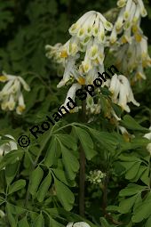 Blassgelber Lerchensporn, Pseudofumaria alba, Fumariaceae, Pseudofumaria alba, Corydalis ochroleuca, Blassgelber Lerchensporn, Habitus blühend Kauf von 05205pseudofumaria_alba_acaulisimg_6860.jpg