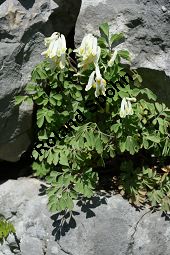 Blassgelber Lerchensporn, Pseudofumaria alba, Fumariaceae, Pseudofumaria alba, Corydalis ochroleuca, Blassgelber Lerchensporn, Habitus blühend Kauf von 05205pseudofumaria_alba_acaulisimg_6861.jpg