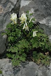 Blassgelber Lerchensporn, Pseudofumaria alba, Fumariaceae, Pseudofumaria alba, Corydalis ochroleuca, Blassgelber Lerchensporn, Habitus blühend Kauf von 05205pseudofumaria_alba_acaulisimg_6862.jpg