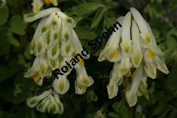 Blassgelber Lerchensporn, Pseudofumaria alba, Fumariaceae, Pseudofumaria alba, Corydalis ochroleuca, Blassgelber Lerchensporn, Habitus blühend Kauf von 05205pseudofumaria_alba_acaulisimg_6863.jpg