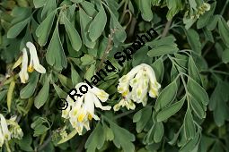Blassgelber Lerchensporn, Pseudofumaria alba, Fumariaceae, Pseudofumaria alba, Corydalis ochroleuca, Blassgelber Lerchensporn, Habitus blühend Kauf von 05205pseudofumaria_albaimg_4556.jpg