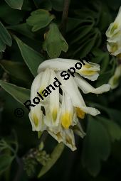 Blassgelber Lerchensporn, Pseudofumaria alba, Fumariaceae, Pseudofumaria alba, Corydalis ochroleuca, Blassgelber Lerchensporn, Habitus blühend Kauf von 05205pseudofumaria_albaimg_4558.jpg