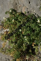 Blassgelber Lerchensporn, Pseudofumaria alba, Fumariaceae, Pseudofumaria alba, Corydalis ochroleuca, Blassgelber Lerchensporn, Habitus blühend Kauf von 05205pseudofumaria_albaimg_4561.jpg