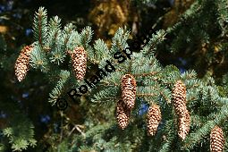 Blaue Stech-Fichte, Blaufichte, Blautanne, Picea pungen 'Glauca' Kauf von 05208picea_pungens_glaucaimg_0115.jpg