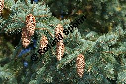 Blaue Stech-Fichte, Blaufichte, Blautanne, Picea pungen 'Glauca' Kauf von 05208picea_pungens_glaucaimg_0116.jpg