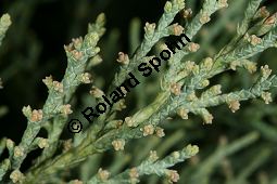 Virginischer Wacholder 'Glauca', Juniperus virginiana 'Glauca', Kauf von 05212_juniperus_virginiana_glauca_img_7444.jpg